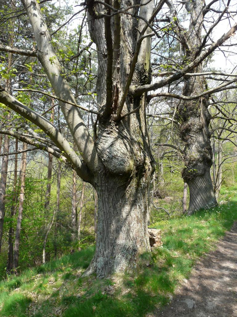 Ardeche, 02-05-09, 12-03.jpg